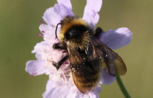 Bombus campestris